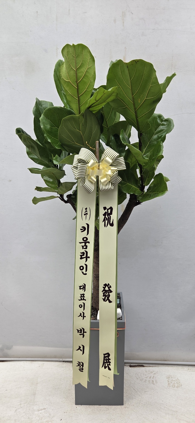 업로드 이미지