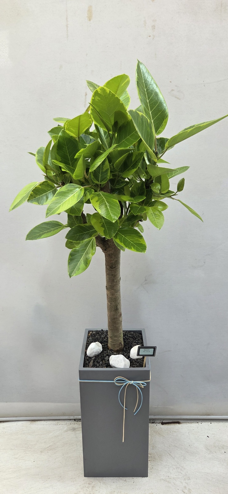 업로드 이미지