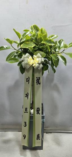 업로드 이미지