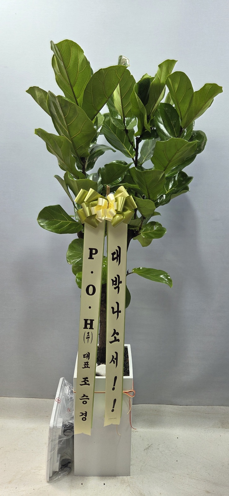 업로드 이미지