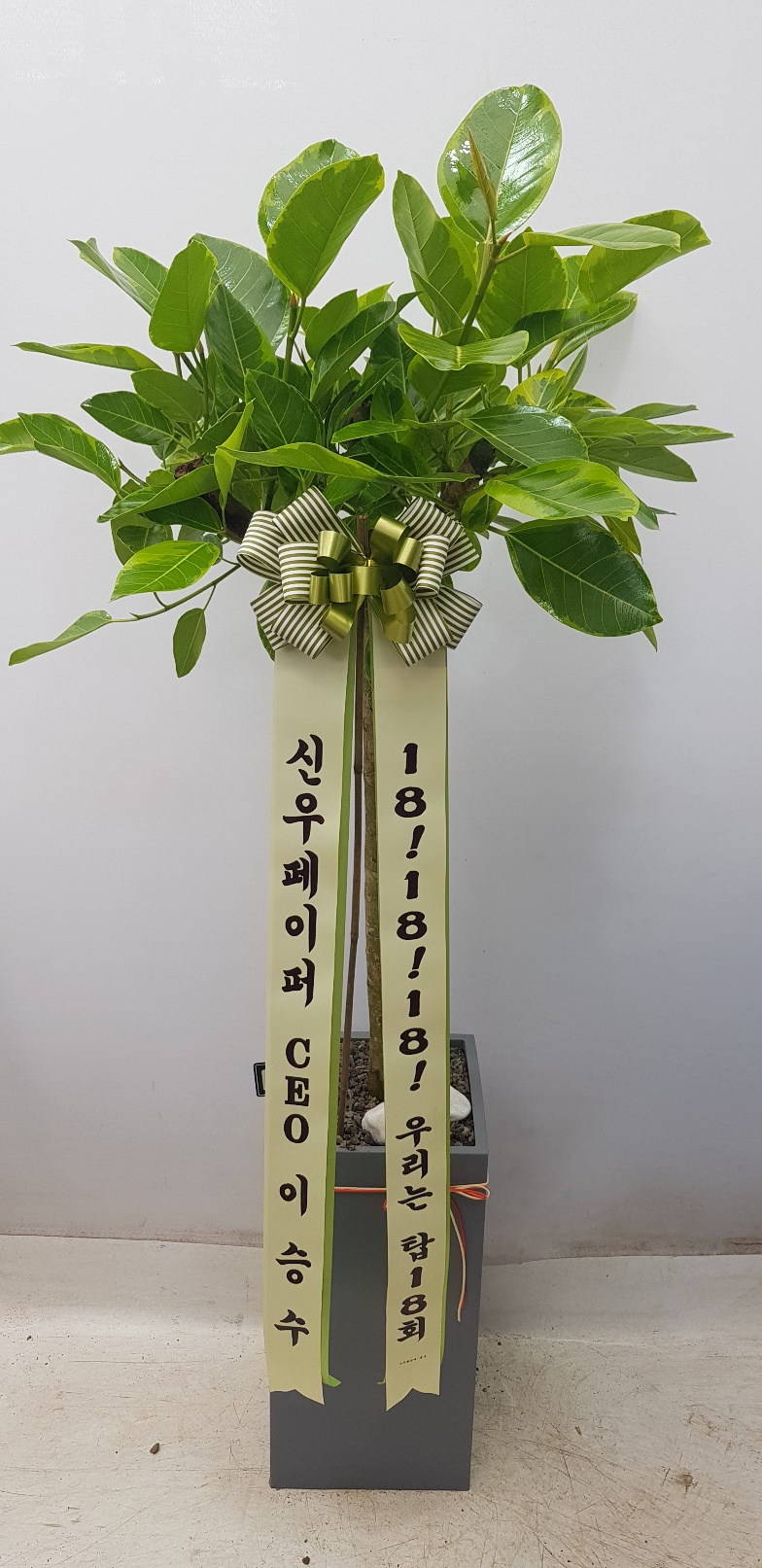 업로드 이미지