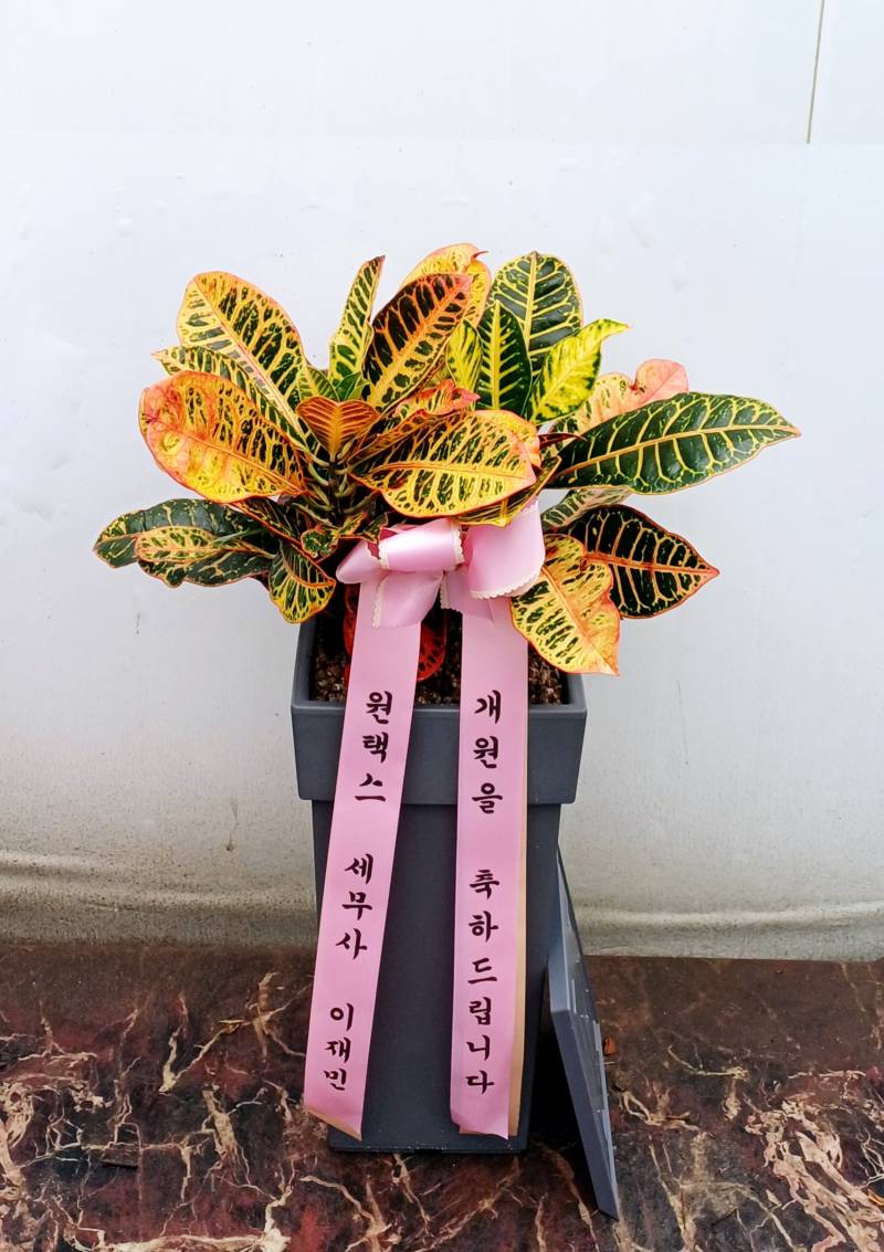 업로드 이미지