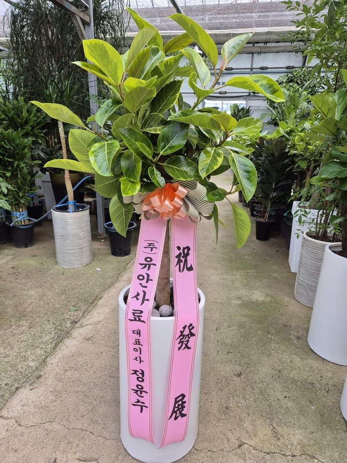 업로드 이미지