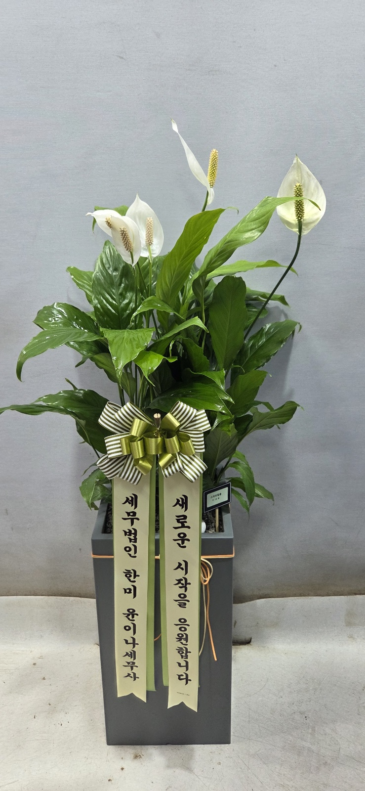 업로드 이미지