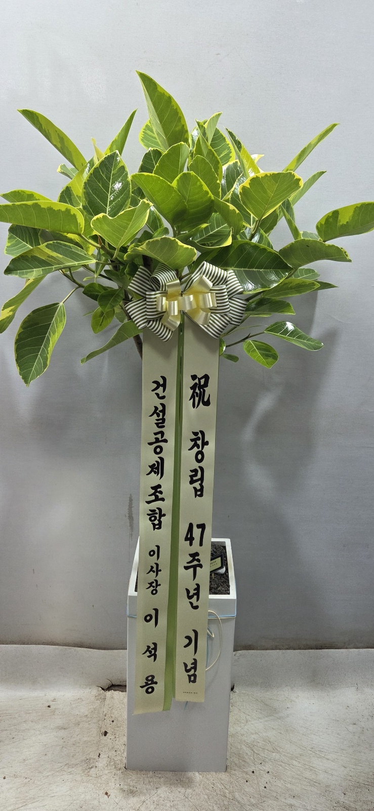 업로드 이미지