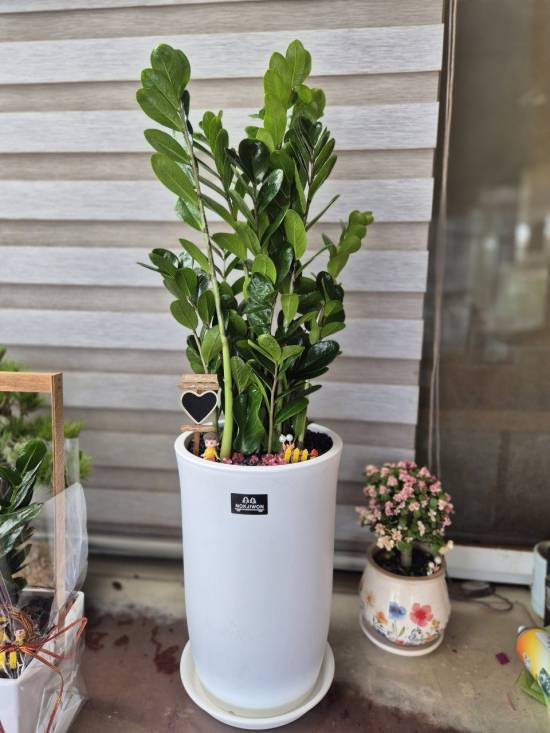 업로드 이미지