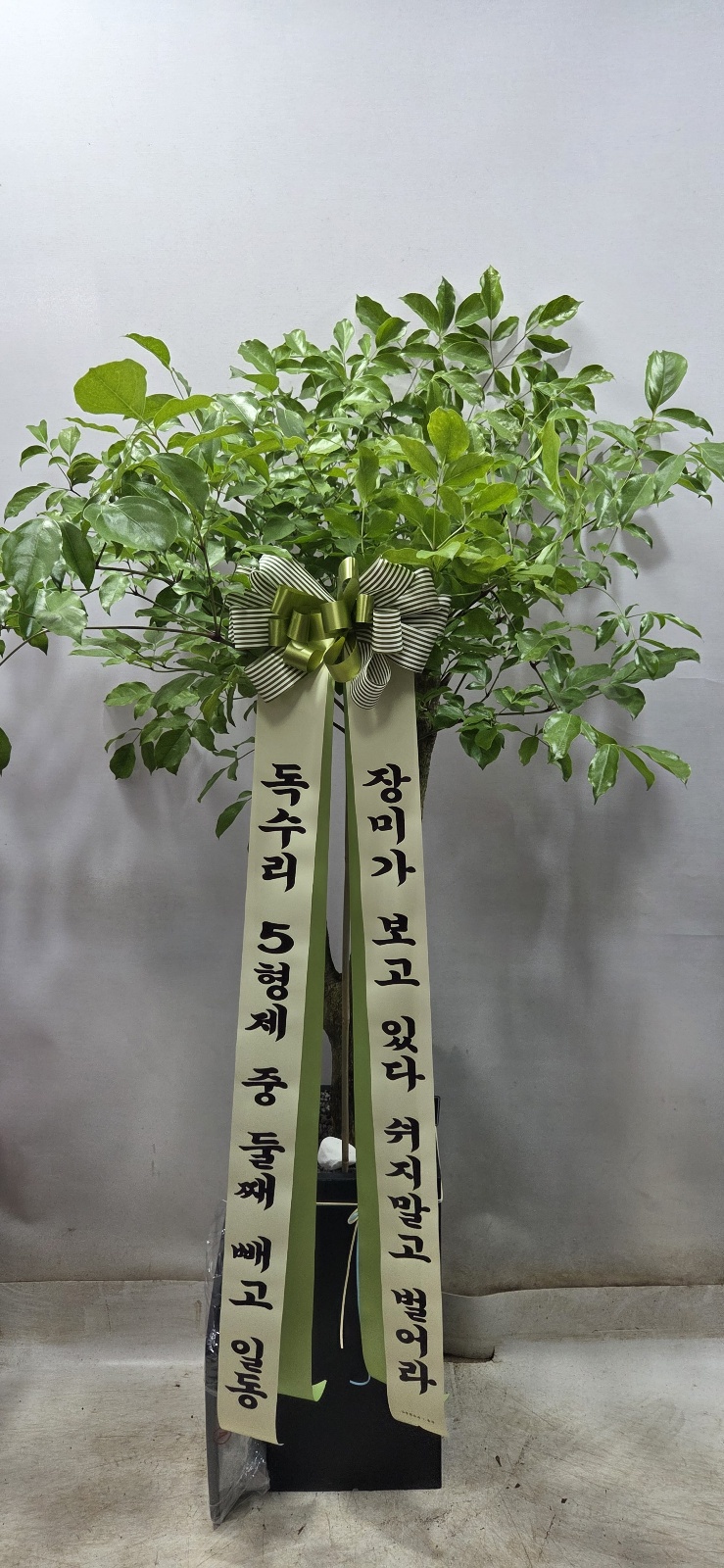 업로드 이미지