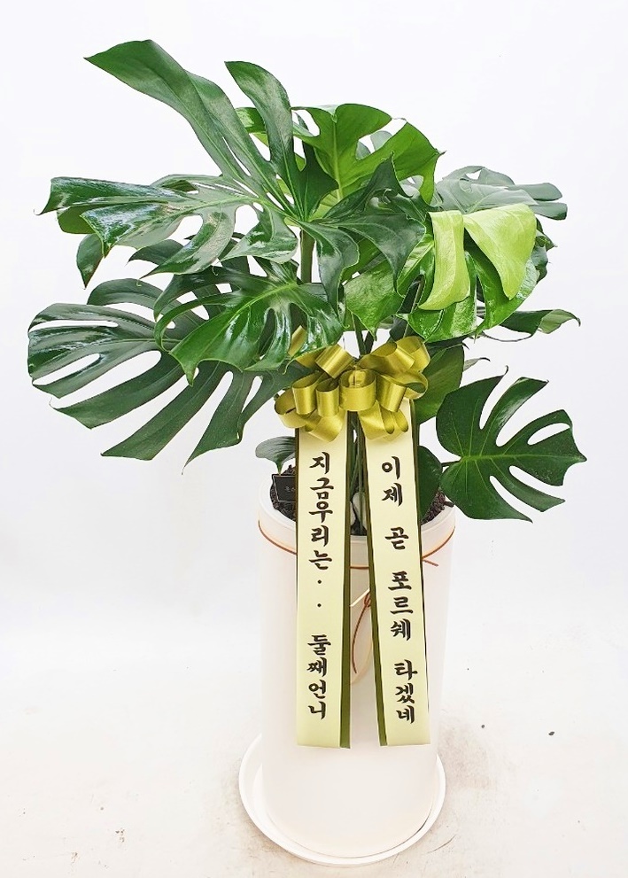업로드 이미지