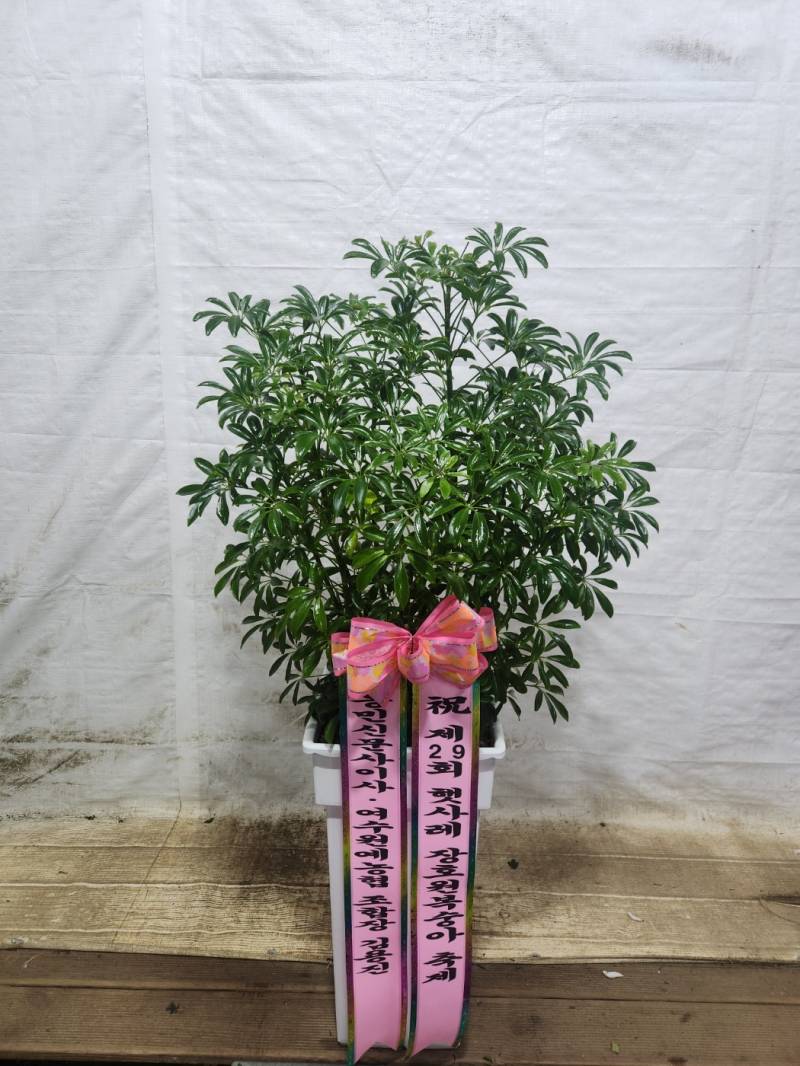 업로드 이미지