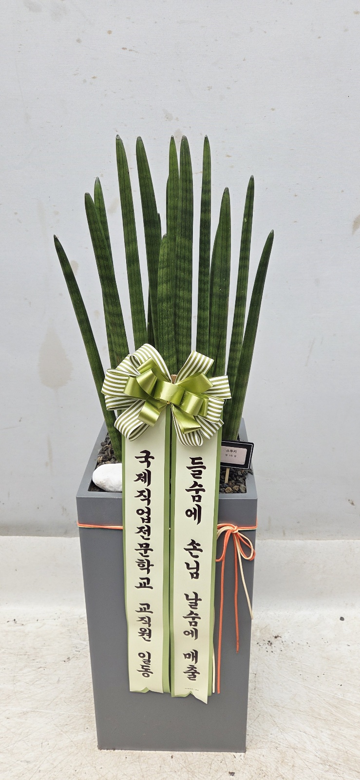 업로드 이미지