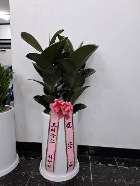 업로드 이미지