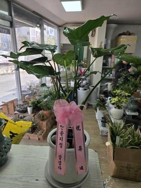 업로드 이미지