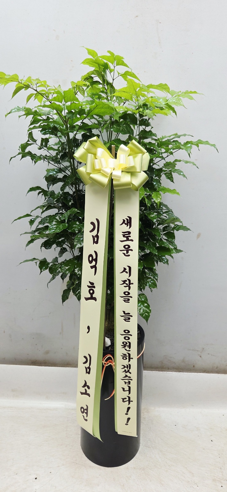 업로드 이미지