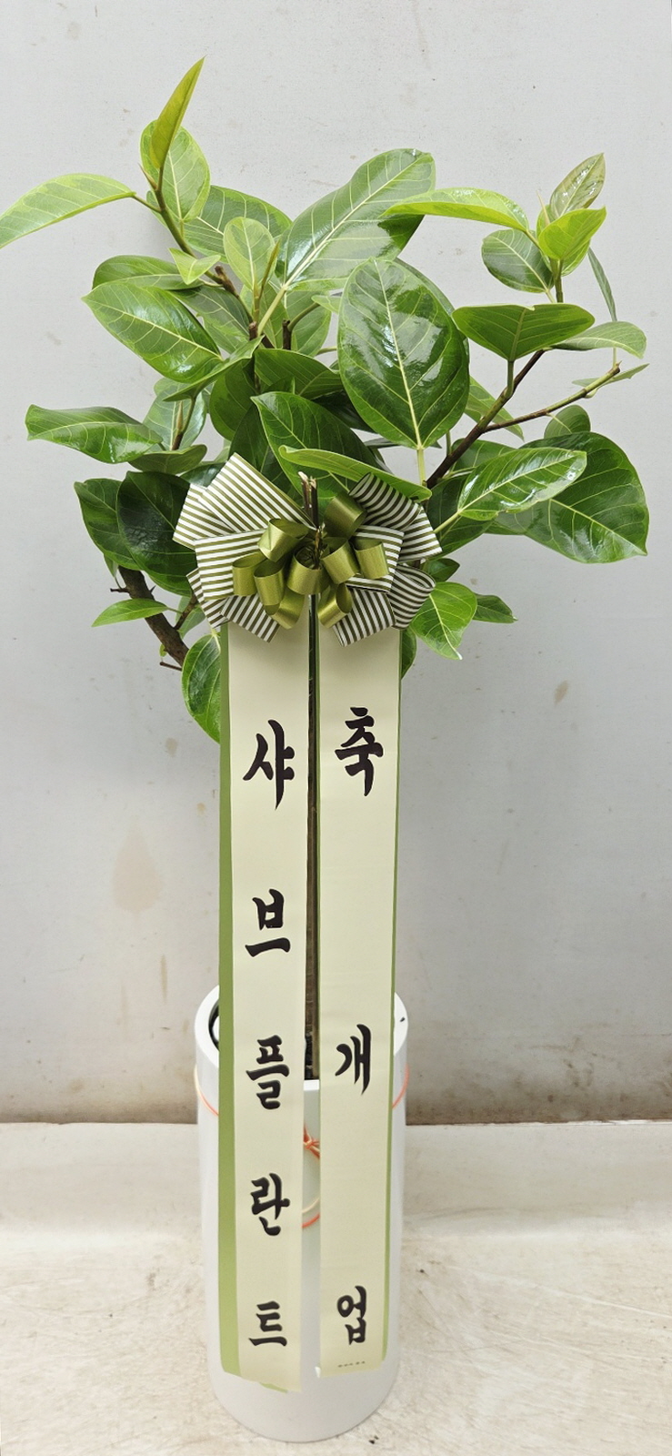 업로드 이미지