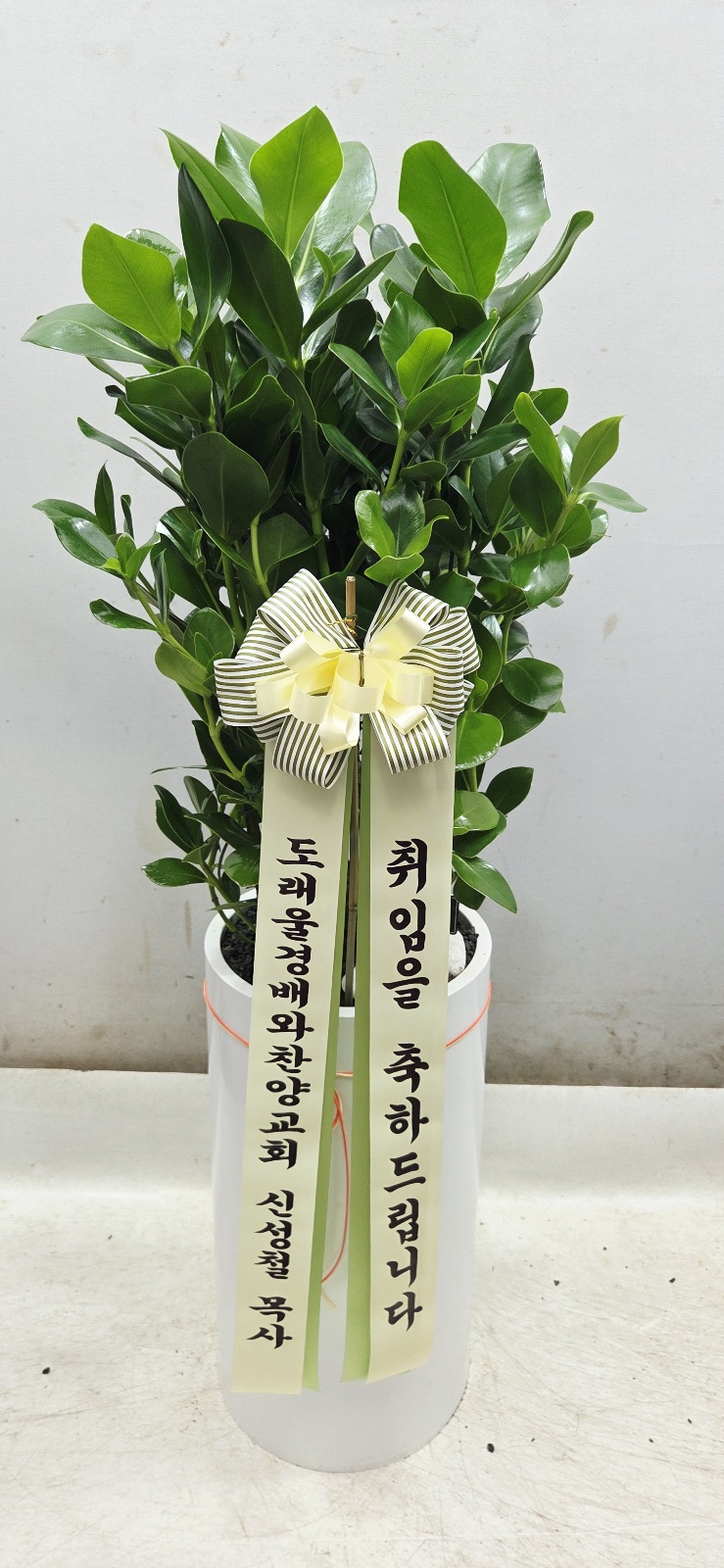 업로드 이미지