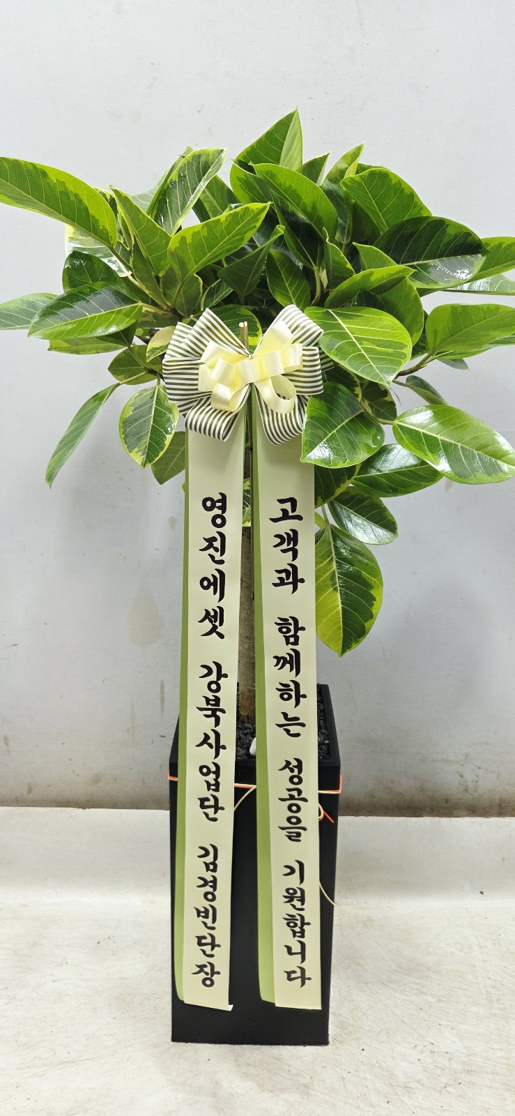 업로드 이미지