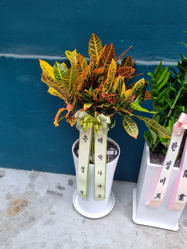 업로드 이미지