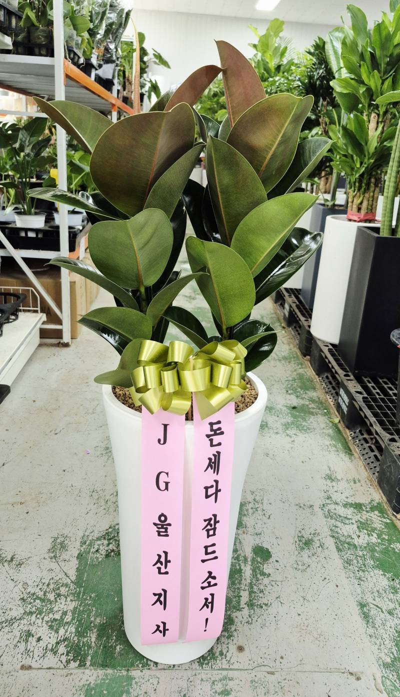 업로드 이미지