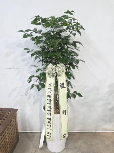 업로드 이미지