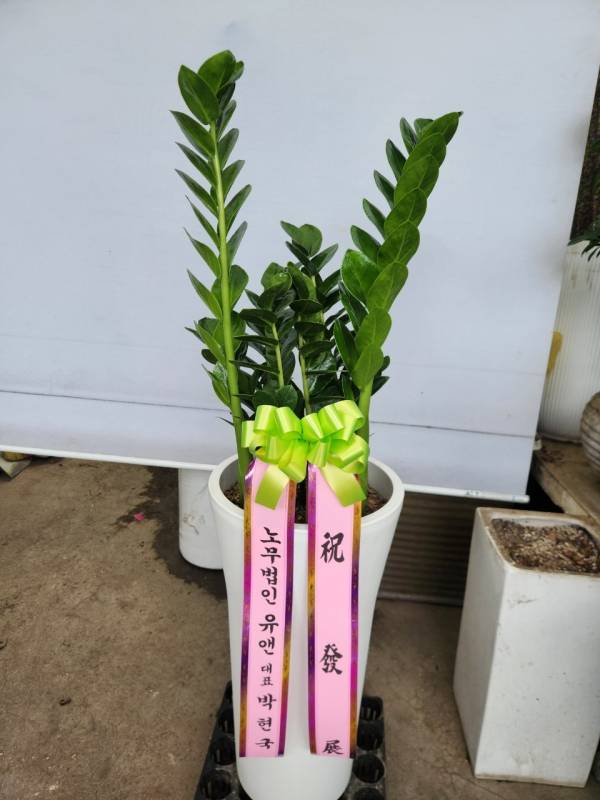 업로드 이미지