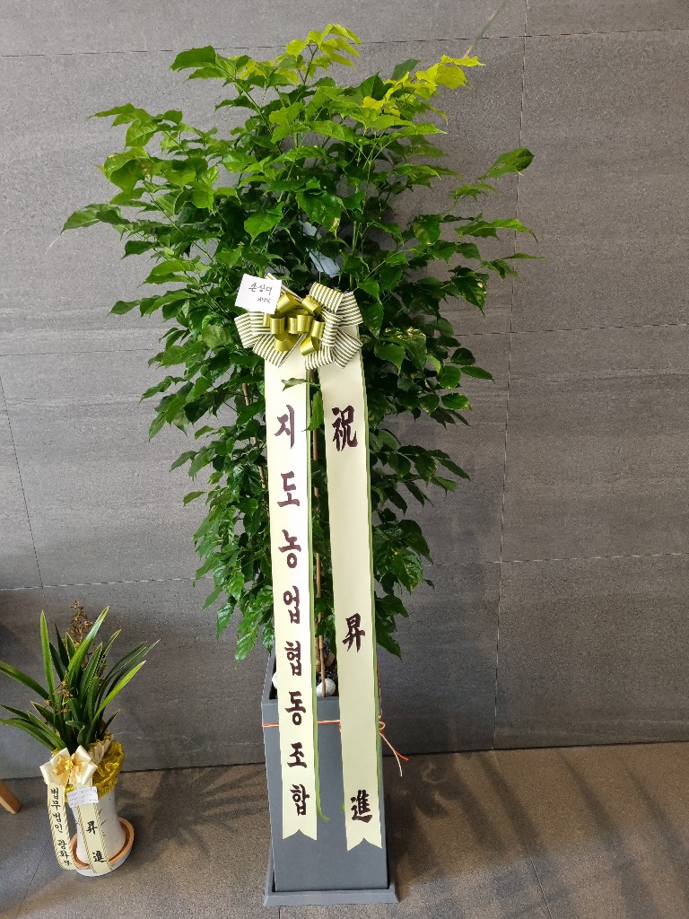 업로드 이미지