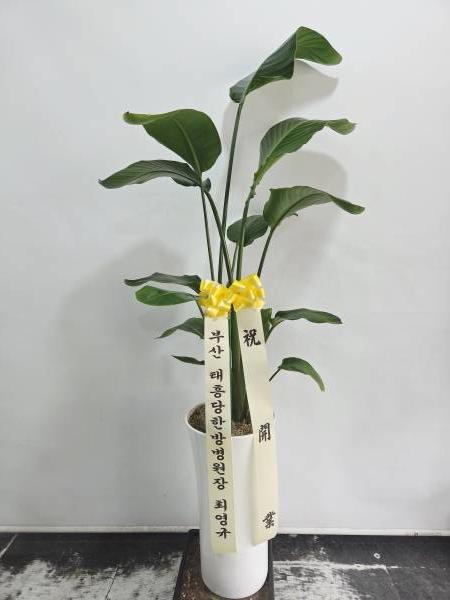 업로드 이미지
