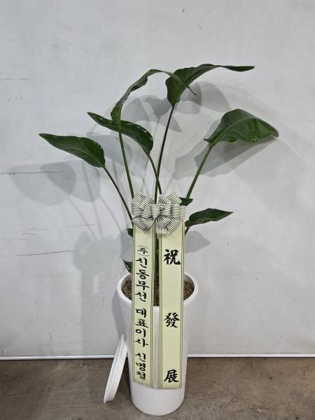 업로드 이미지