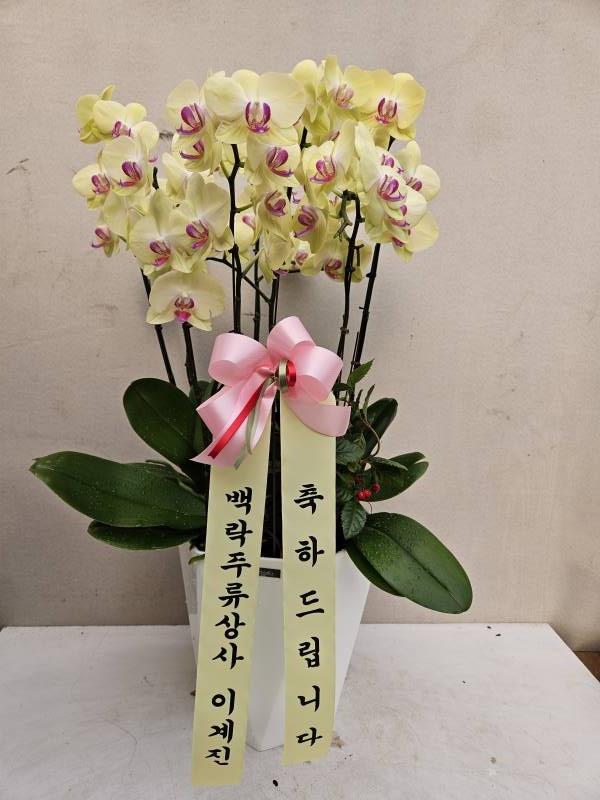 업로드 이미지
