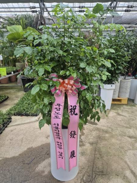 업로드 이미지