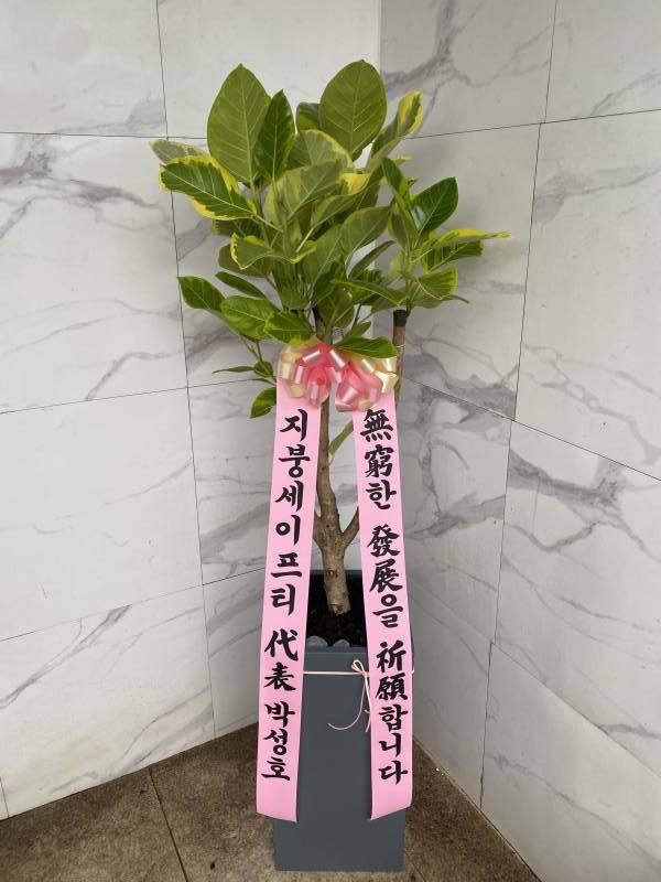 업로드 이미지