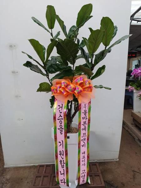 업로드 이미지