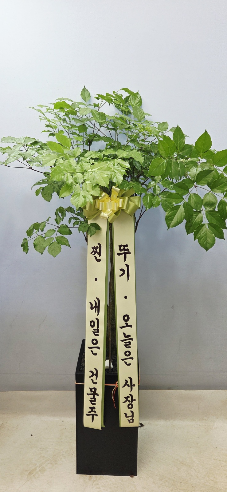 업로드 이미지