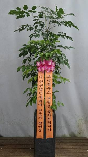 업로드 이미지