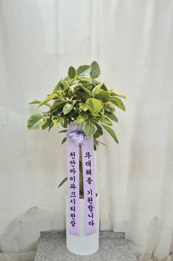업로드 이미지