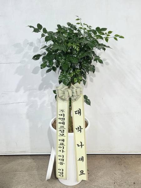 업로드 이미지