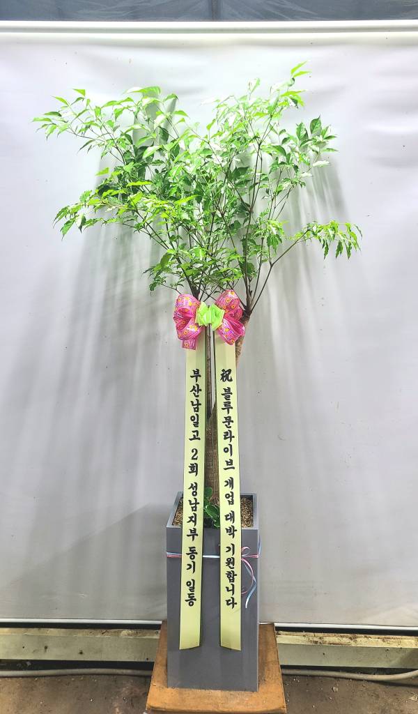 업로드 이미지