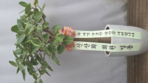 업로드 이미지