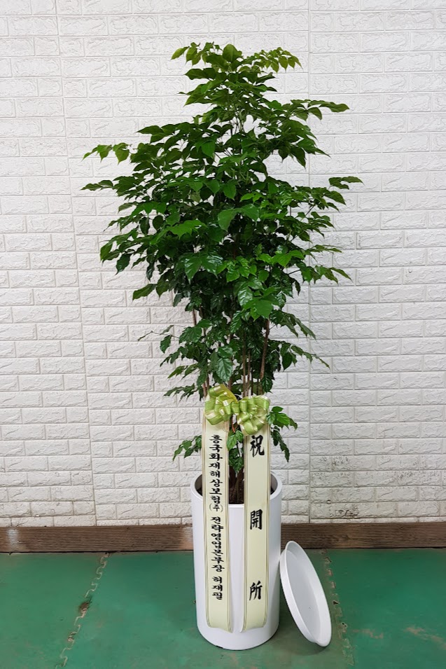 업로드 이미지
