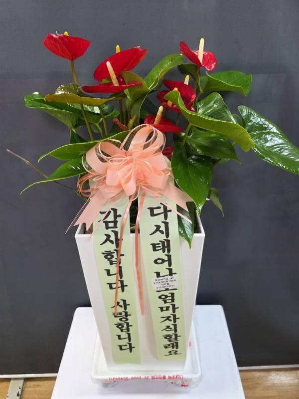 업로드 이미지