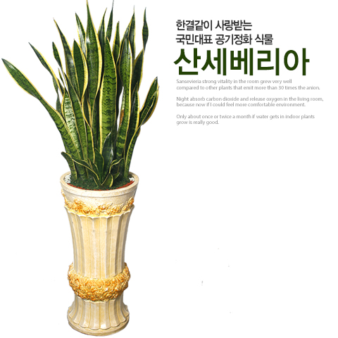 주상품이미지