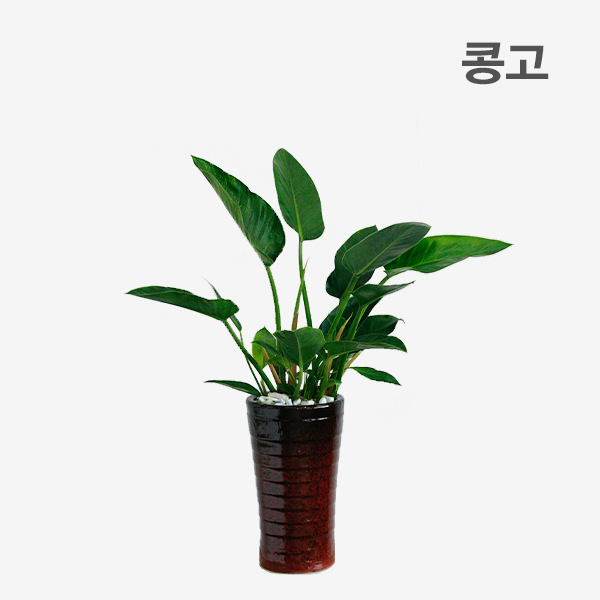 주상품이미지