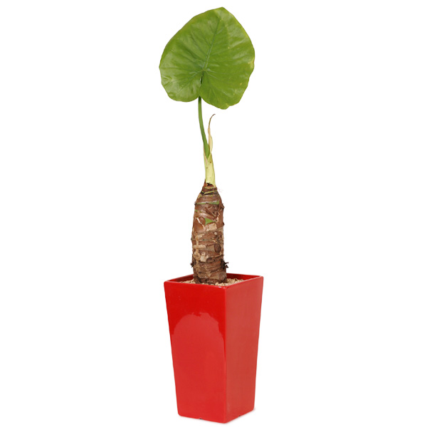 주상품이미지