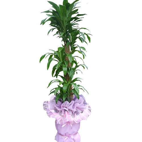 주상품이미지