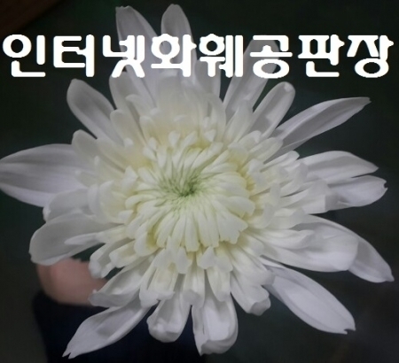 설명이미지
