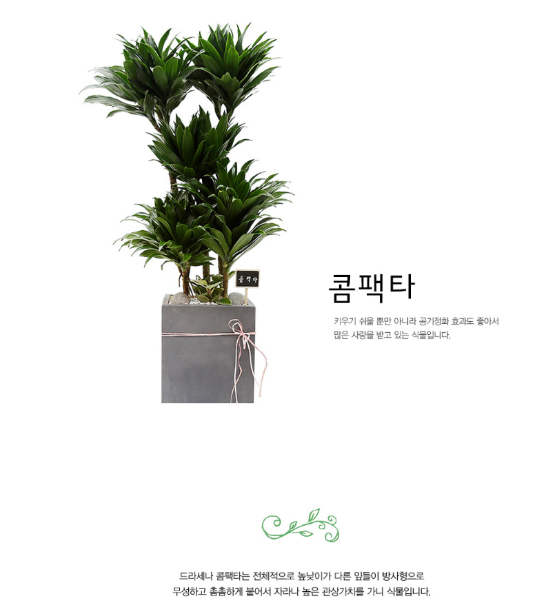 설명이미지