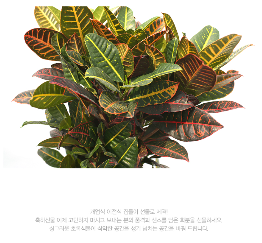 설명이미지