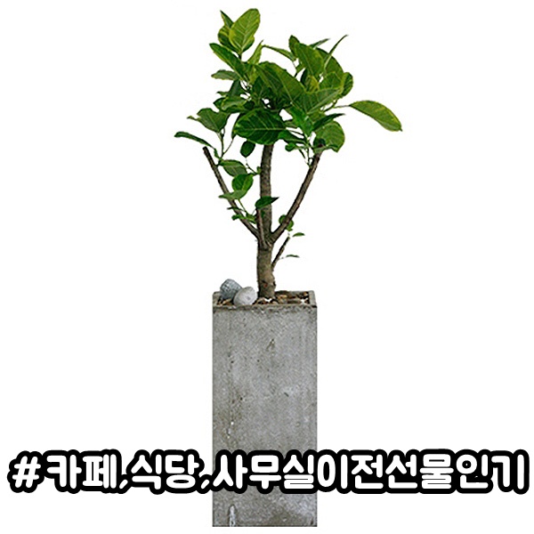 주상품이미지