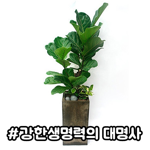 주상품이미지
