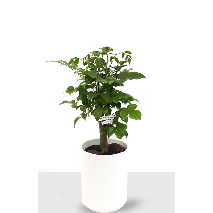 설명이미지