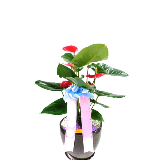 설명이미지